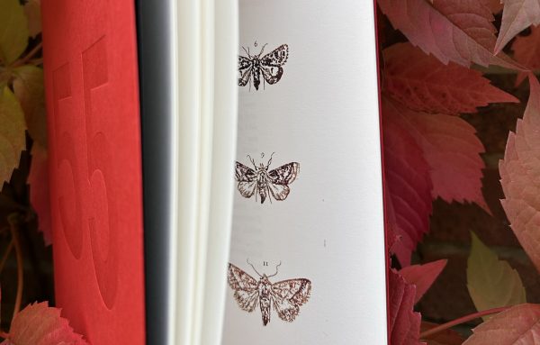 Red Fifty Five – Eliza O'Toole - Image 4